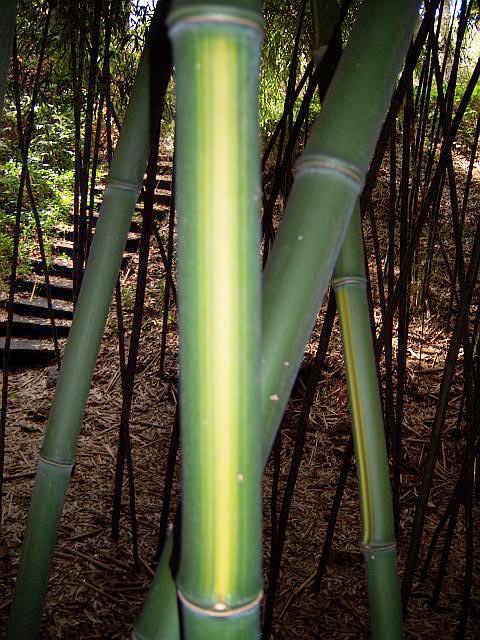 Yellow Groove Bamboo